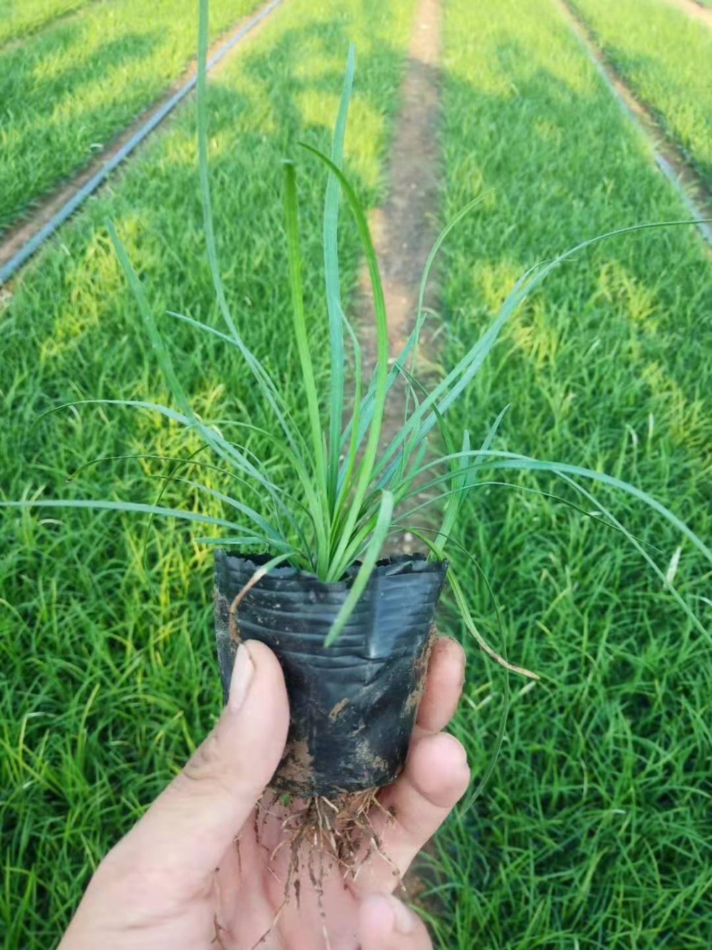 山东青州麦冬草基地直销