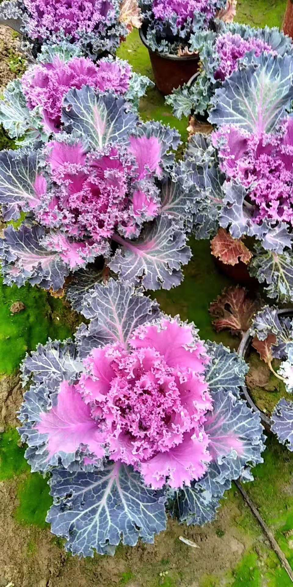 山东青州冬季草花羽衣甘蓝