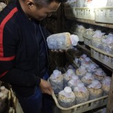 羊肚菌菌种，原种，营养包，菌厂直售，专注食用菌40余年质量保证