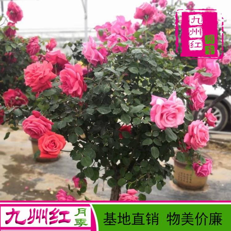 南阳九州红 5公分树状月季报价 树状月季多花色 质优价低