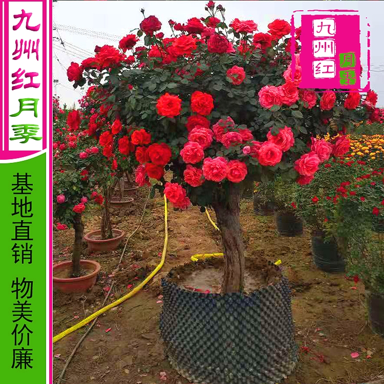 九州红花苗 基地直销6公分树状月季 花卉盆栽庭院月季树苗 品牌基地