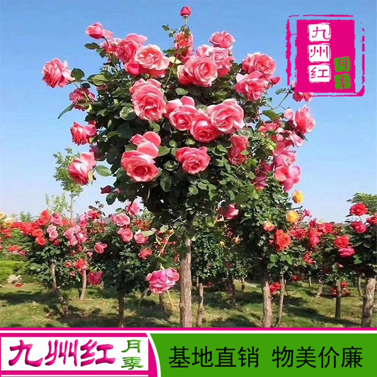 南阳九州红 6公分树形月季基地 嫁接树状树型月季 基地直供