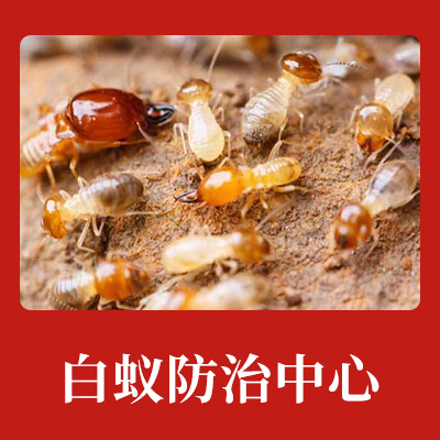 宁波白蚁防治中心-专业白蚁预防-白蚁灭治