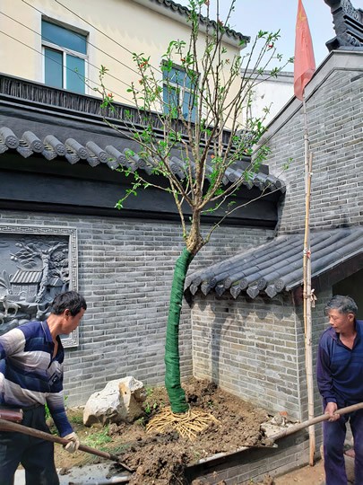 苏州庭院果树苗木批发 石榴树 橘子树 桔子 枇杷树等 苏州苗圃