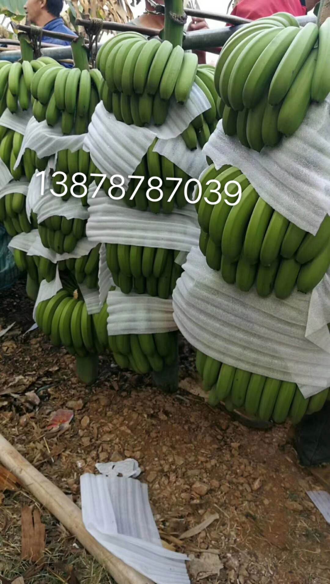 广西南宁市兴旺)香蕉苗粉蕉苗培育生产基地