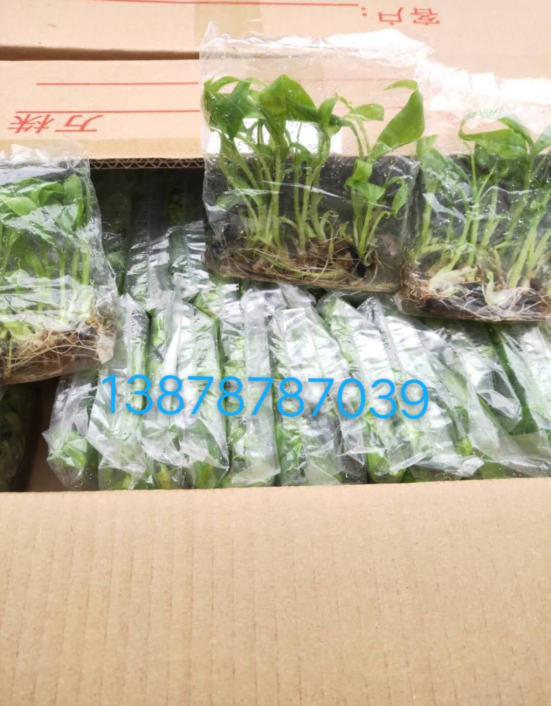 缩略图 4
