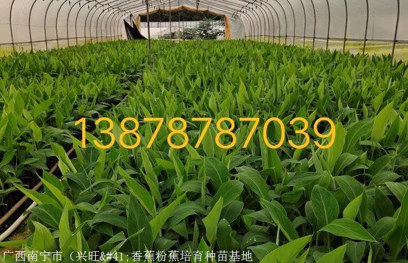 缩略图 6