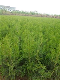 陕西侧柏苗 基地批发甘肃侧柏 新疆侧柏 西藏侧柏 青海绿化侧柏