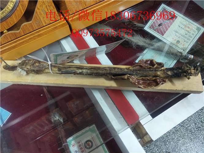 中药材天仙子及天仙子粉