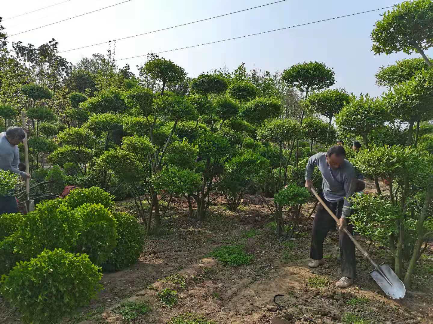 女贞造型树管理过程女贞树栽培管理