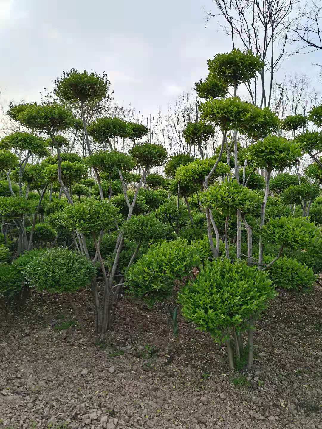 缩略图 2