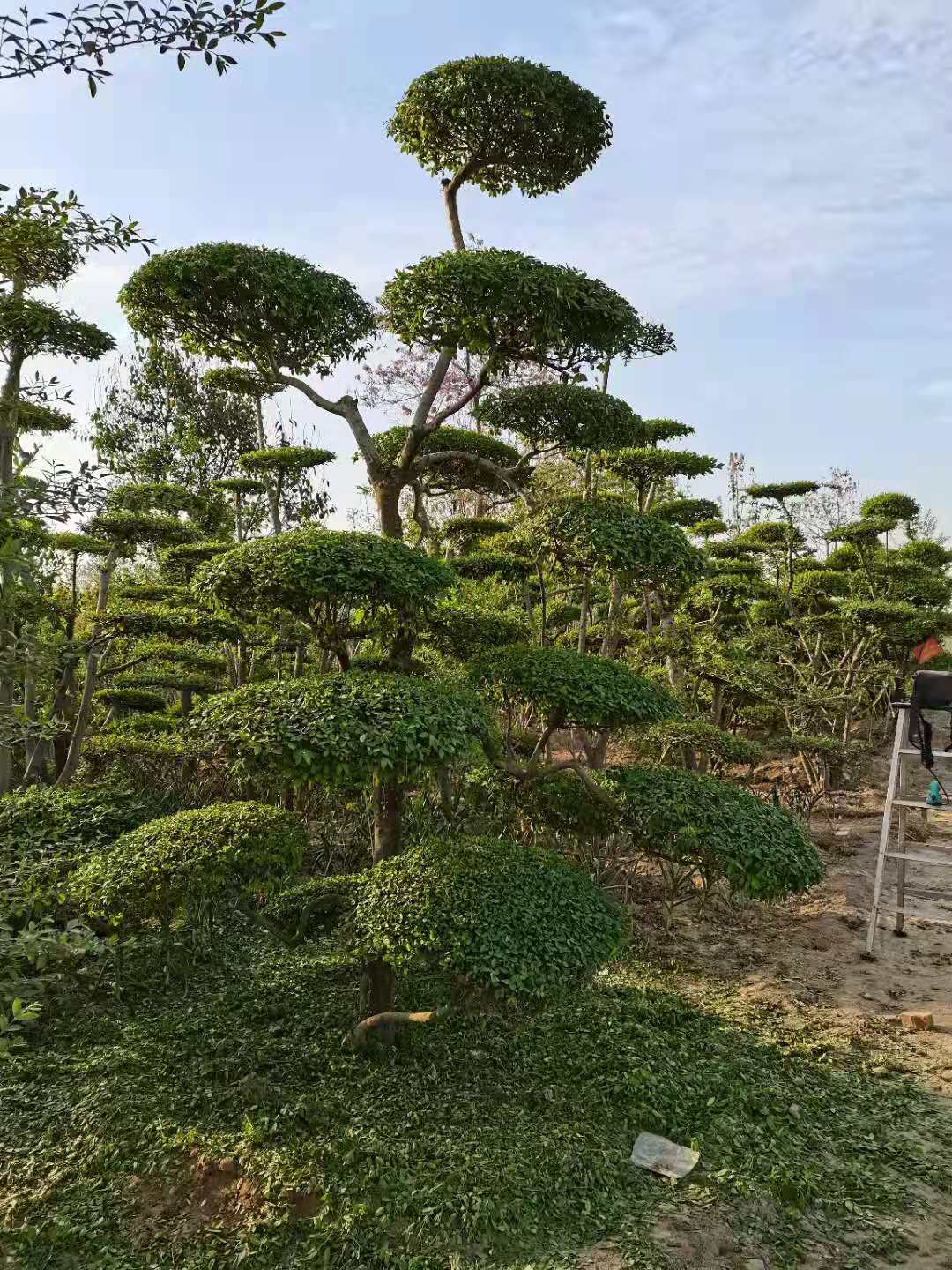 缩略图 3