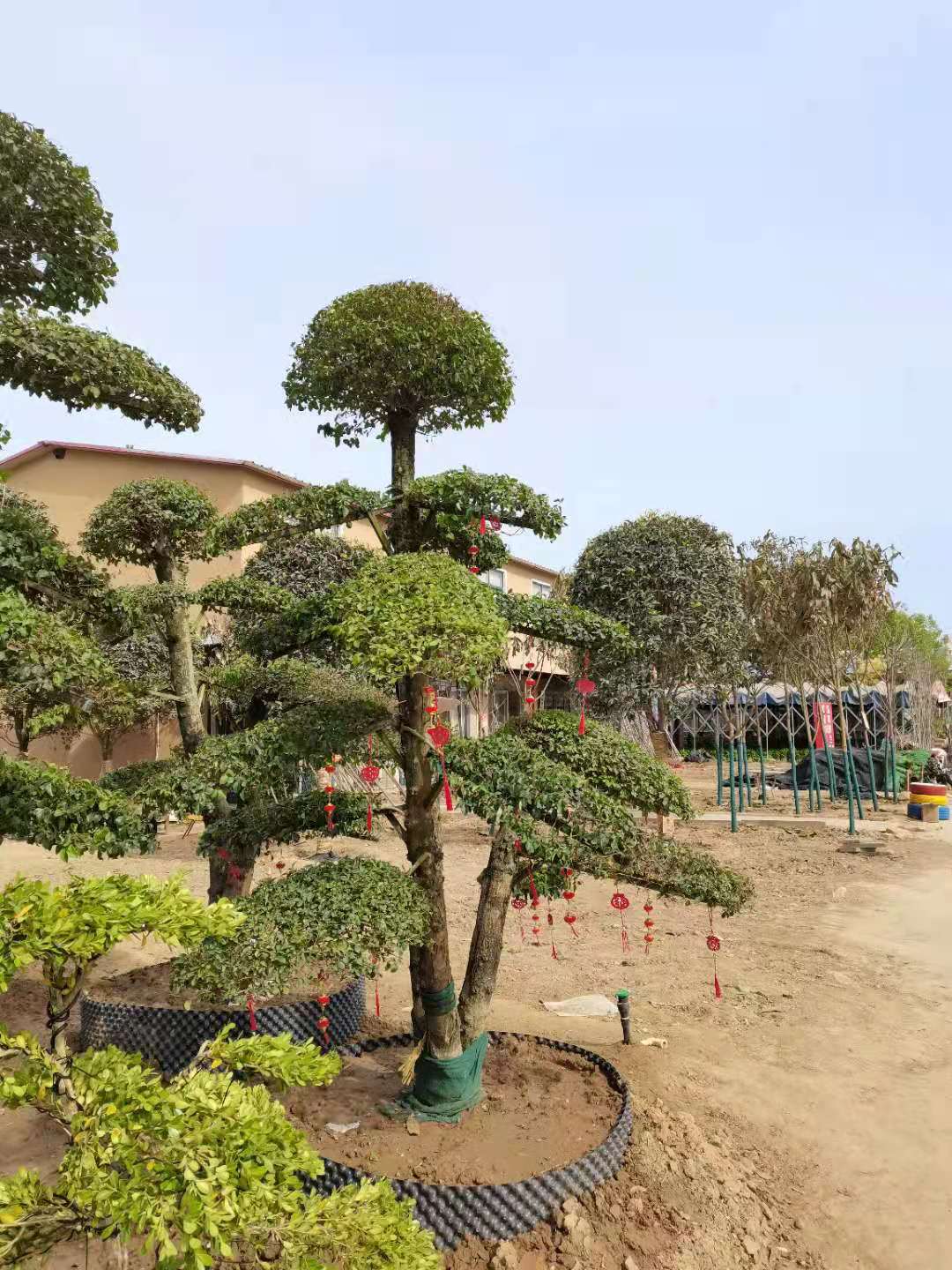 缩略图 4