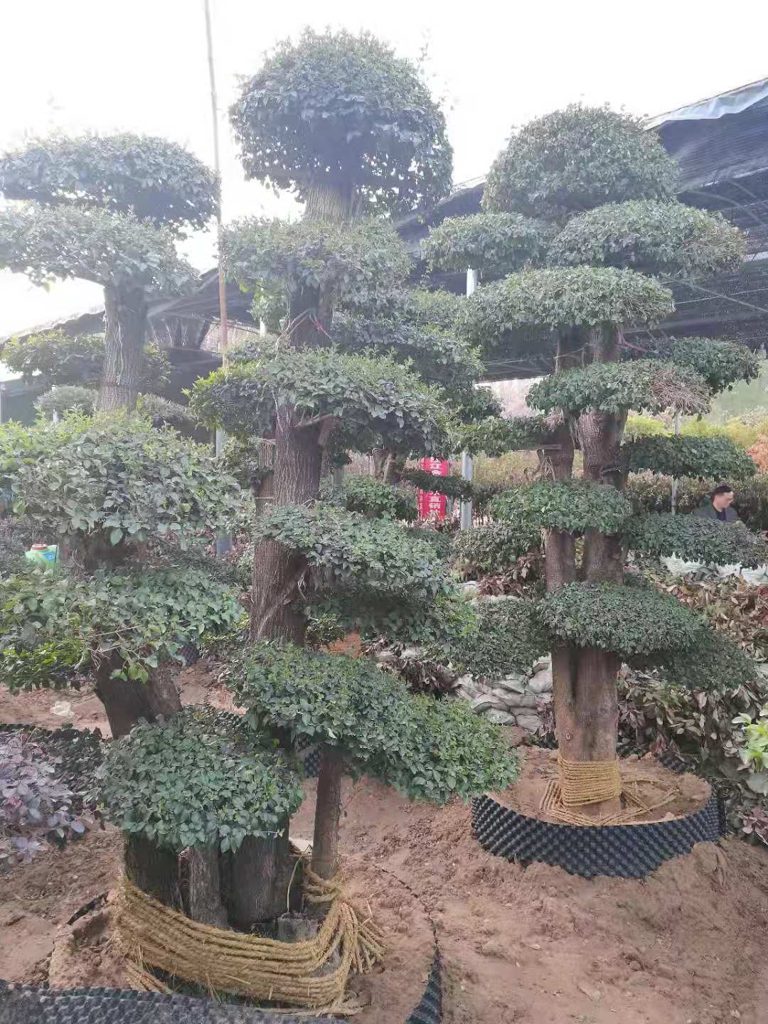 缩略图 5
