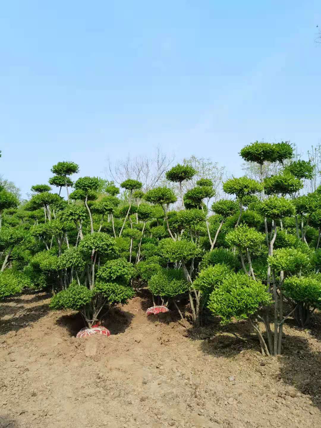 缩略图 6