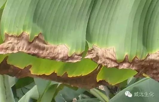 广西玉林香蕉苗粉蕉苗场、广西横县香蕉苗粉蕉苗种植、南宁香蕉苗