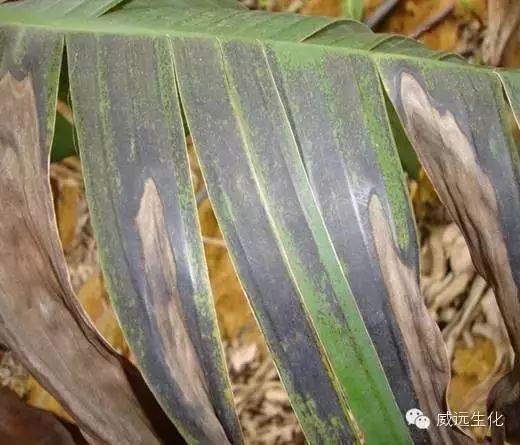 广西玉林香蕉苗粉蕉苗场、广西横县香蕉苗粉蕉苗种植、南宁香蕉苗