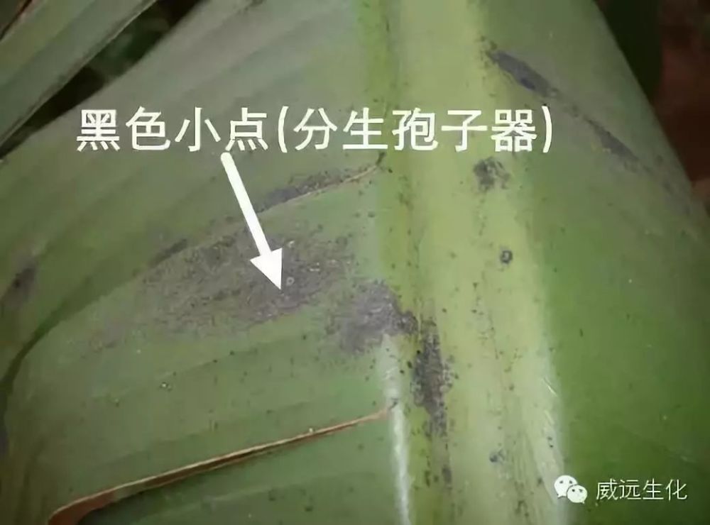 广西玉林香蕉苗粉蕉苗场、广西横县香蕉苗粉蕉苗种植、南宁香蕉苗