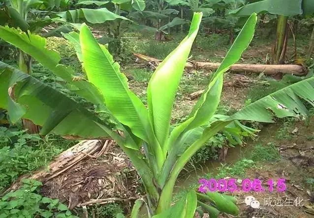 广西玉林香蕉苗粉蕉苗场、广西横县香蕉苗粉蕉苗种植、南宁香蕉苗