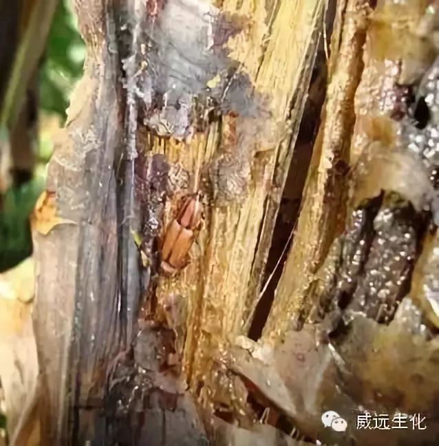 广西玉林香蕉苗粉蕉苗场、广西横县香蕉苗粉蕉苗种植、南宁香蕉苗