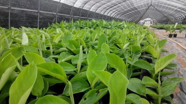 广西玉林香蕉苗粉蕉苗场、广西横县香蕉苗粉蕉苗种植、南宁香蕉苗 缩略图 2