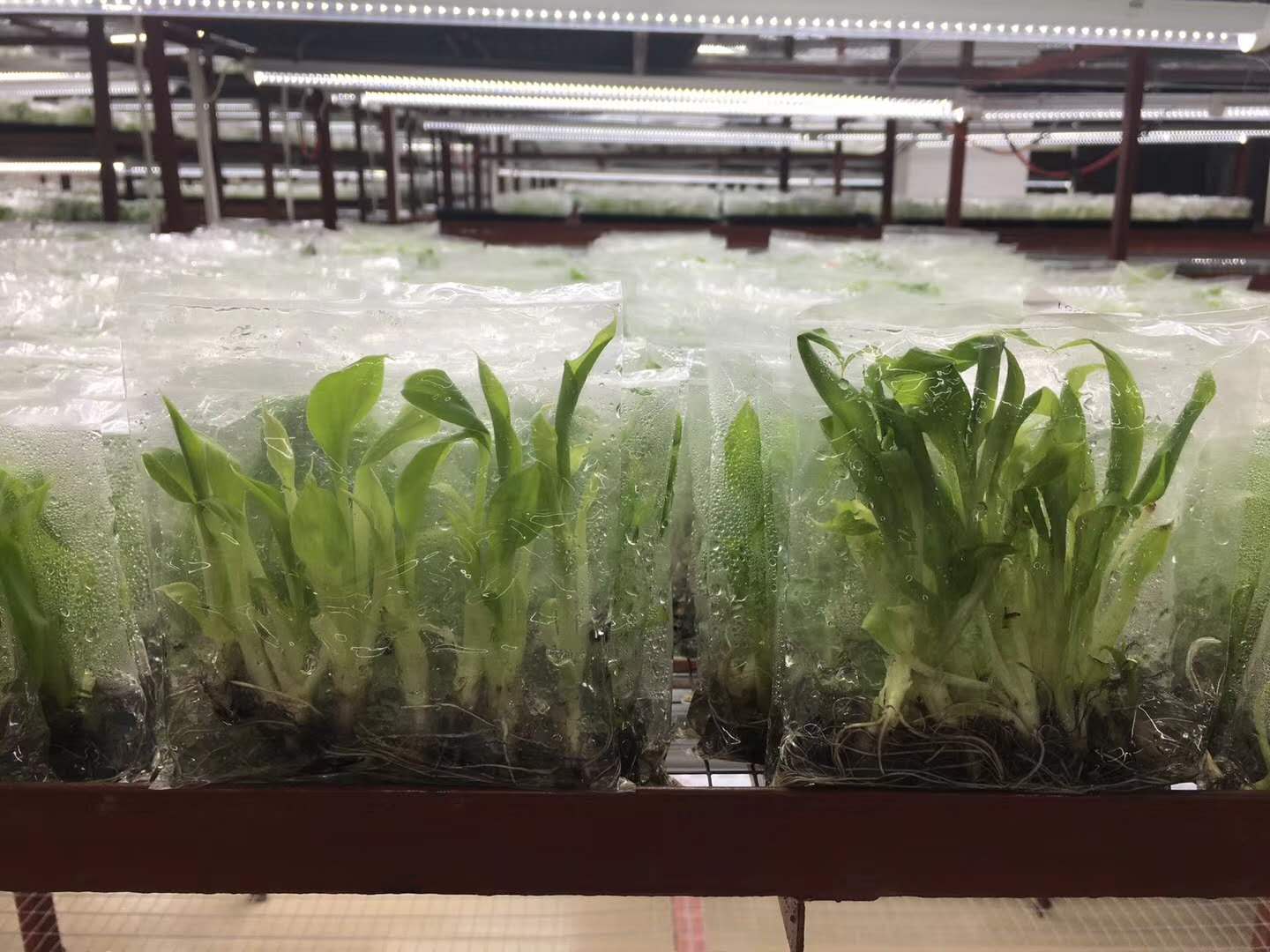 广西玉林香蕉苗粉蕉苗场、广西横县香蕉苗粉蕉苗种植、南宁香蕉苗 缩略图 4
