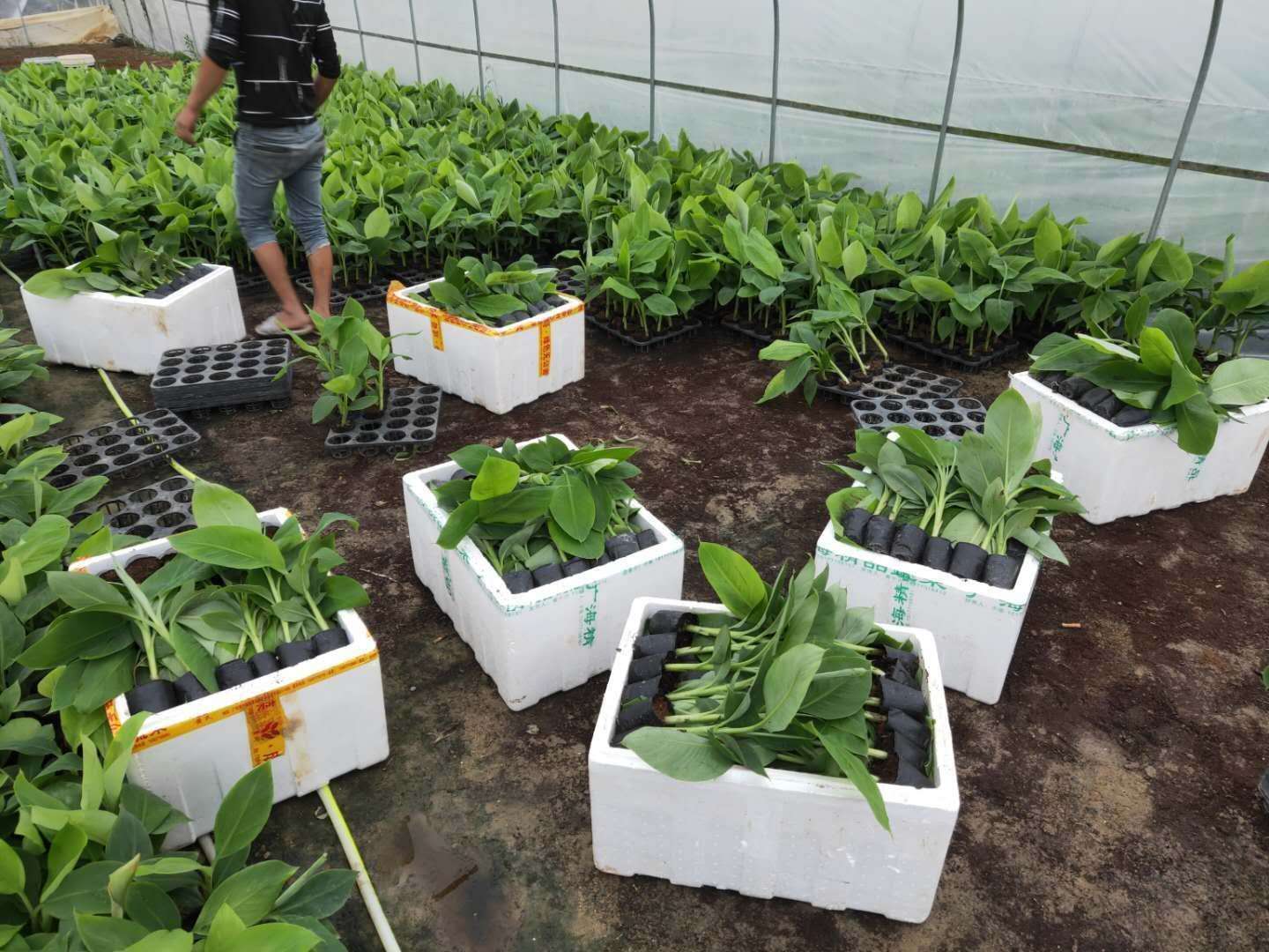 广西玉林香蕉苗粉蕉苗场、广西横县香蕉苗粉蕉苗种植、南宁香蕉苗 缩略图 5