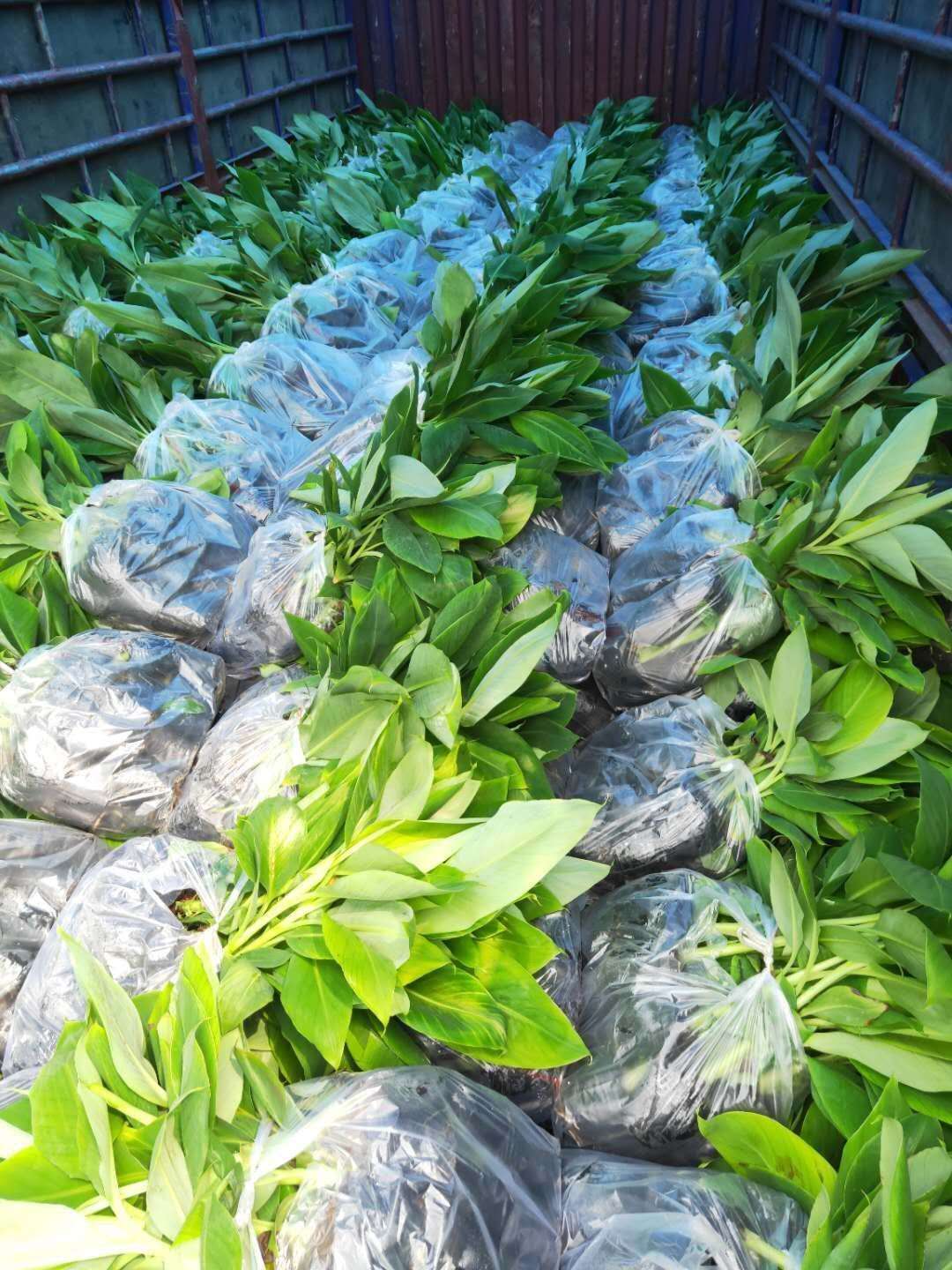 广西玉林香蕉苗粉蕉苗场、广西横县香蕉苗粉蕉苗种植、南宁香蕉苗 缩略图 6