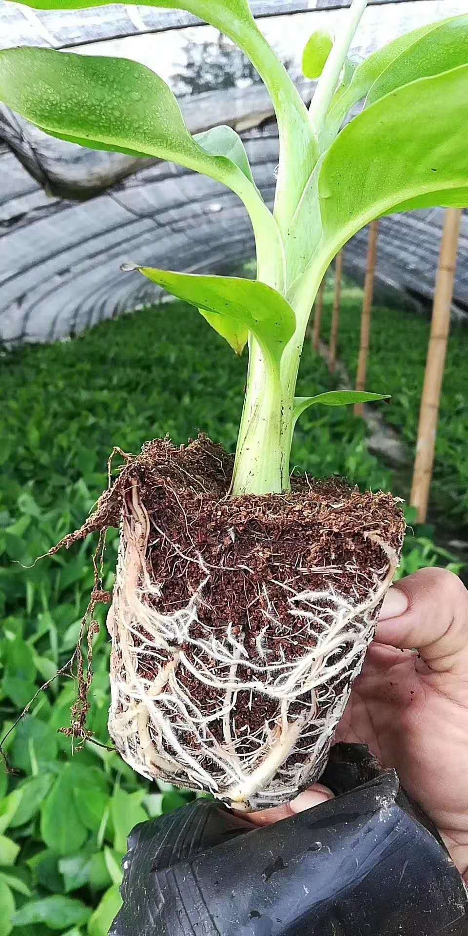 广西玉林香蕉苗粉蕉苗场、广西横县香蕉苗粉蕉苗种植、南宁香蕉苗