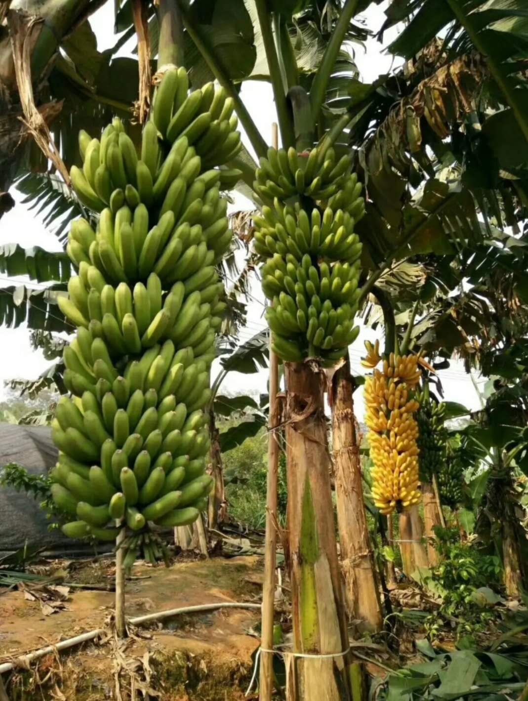 广西玉林香蕉苗粉蕉苗场、广西横县香蕉苗粉蕉苗种植、南宁香蕉苗