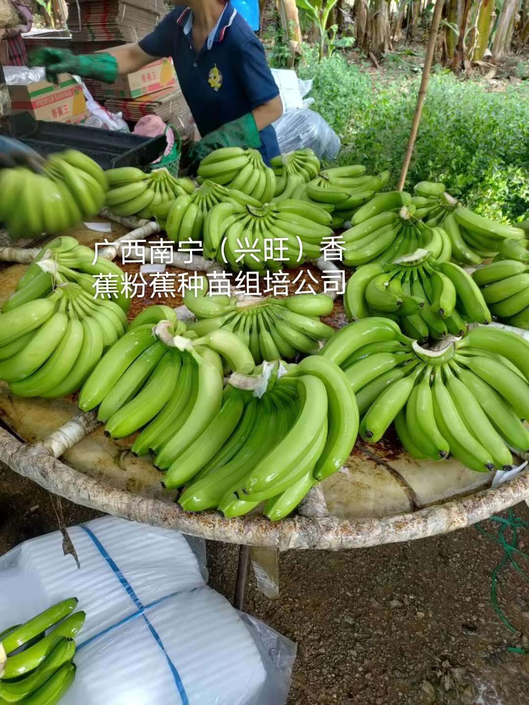 广西玉林香蕉苗粉蕉苗场、广西横县香蕉苗粉蕉苗种植、南宁香蕉苗