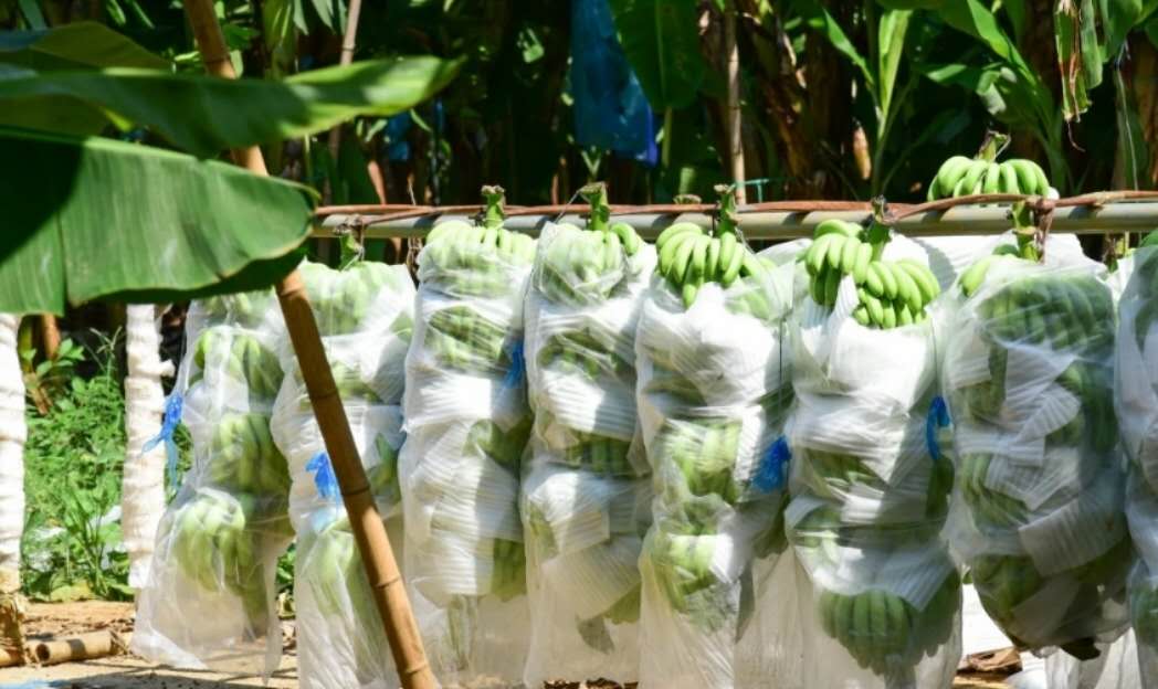 广西玉林香蕉苗粉蕉苗场、广西横县香蕉苗粉蕉苗种植、南宁香蕉苗