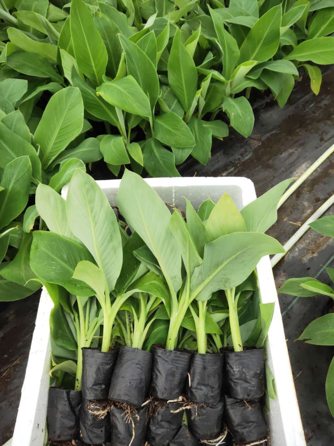 广西玉林香蕉苗粉蕉苗场、广西横县香蕉苗粉蕉苗种植、南宁香蕉苗