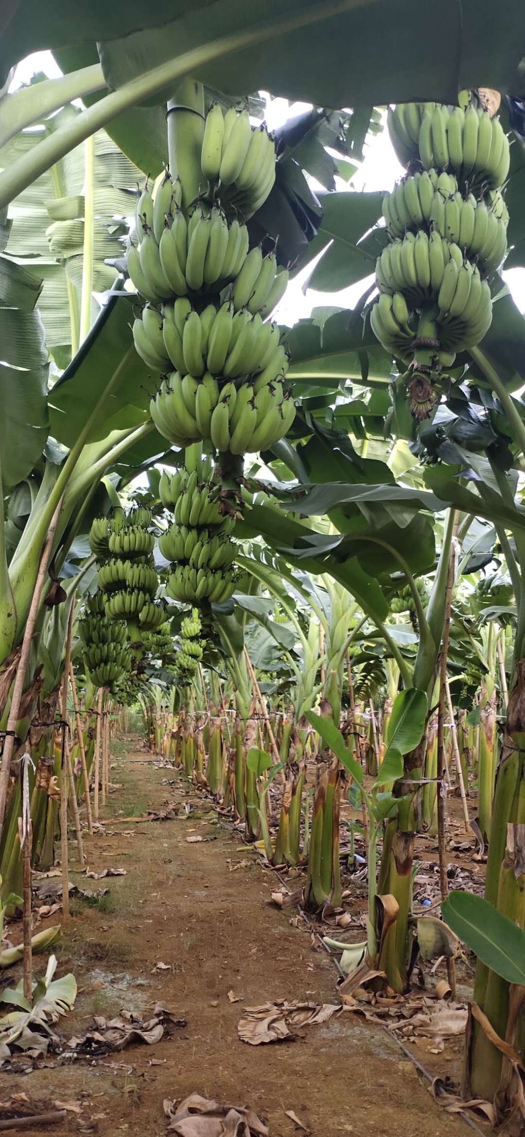 广西玉林香蕉苗粉蕉苗场、广西横县香蕉苗粉蕉苗种植、南宁香蕉苗