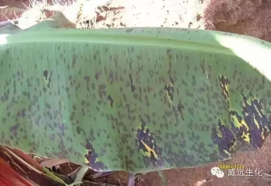 广西玉林香蕉苗粉蕉苗场、广西横县香蕉苗粉蕉苗种植、南宁香蕉苗