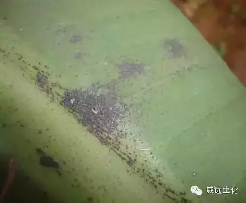 广西玉林香蕉苗粉蕉苗场、广西横县香蕉苗粉蕉苗种植、南宁香蕉苗