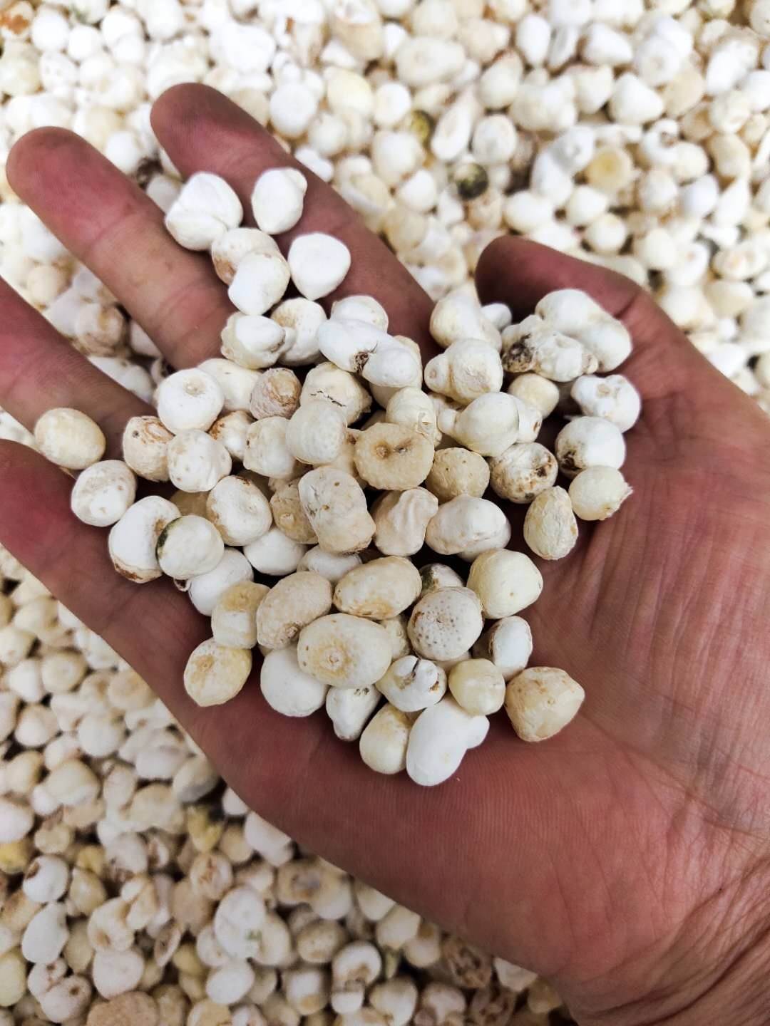 黄蜀葵一斤价格   亳州康美中药城供应黄蜀葵