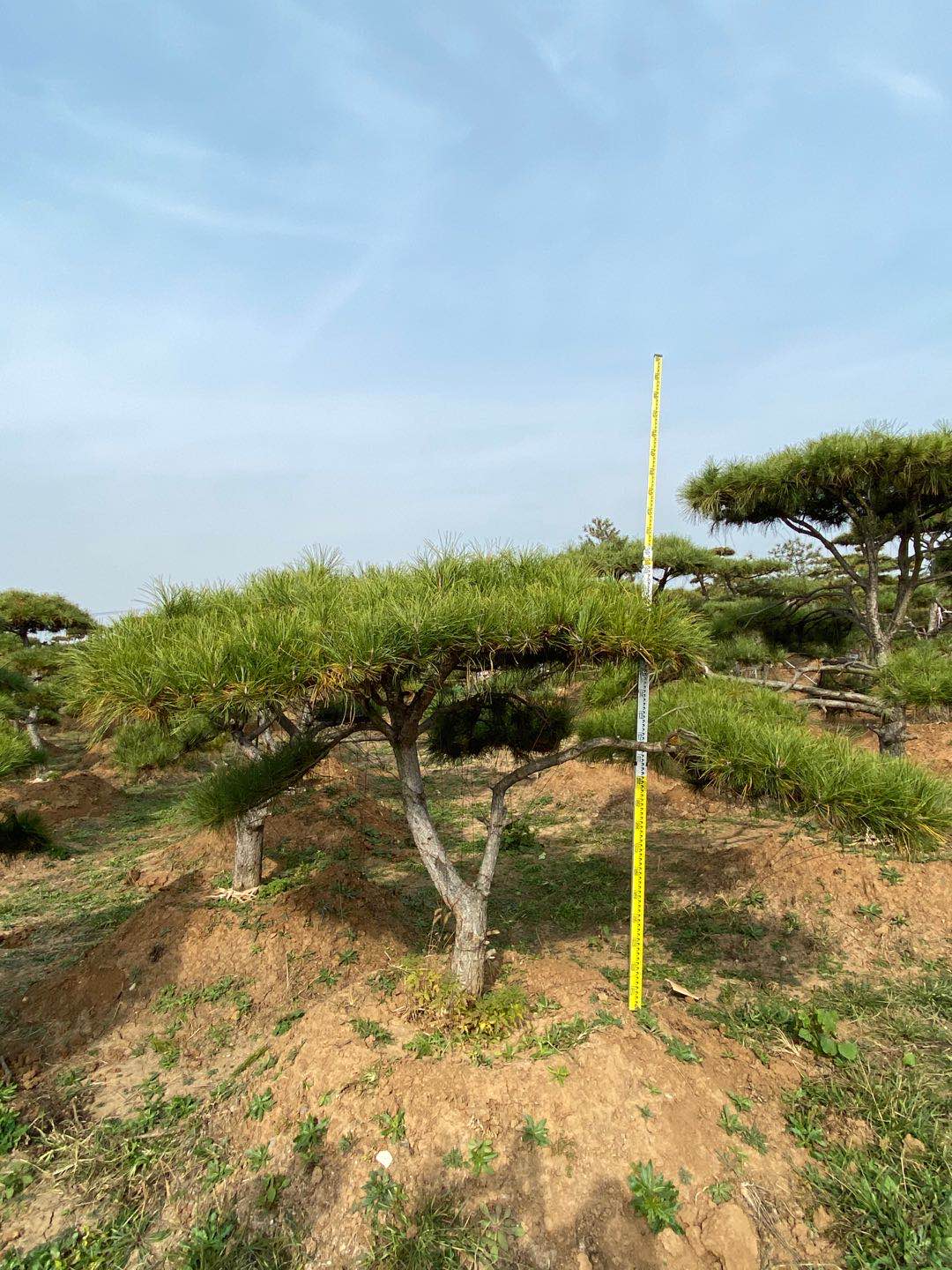 山东莱芜造型油松基地图片