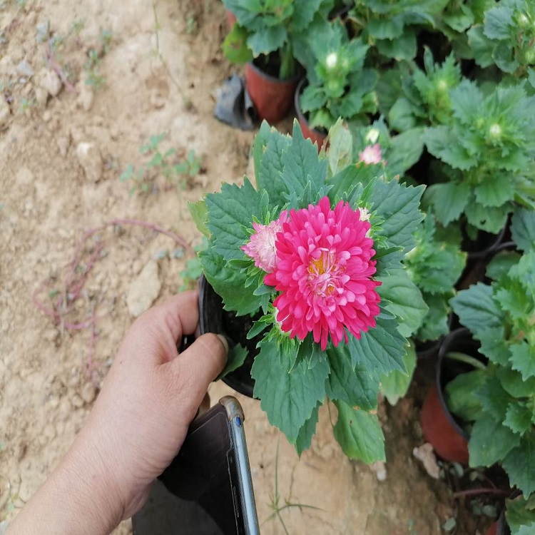 生态花卉翠菊 翠菊批发 翠菊种植基地