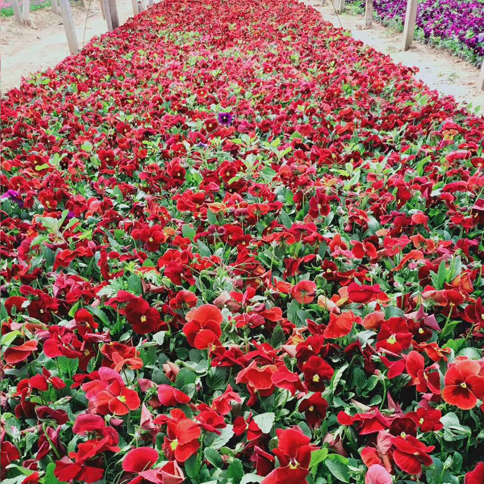 三色堇杯苗草花种植基地行情基地直售
