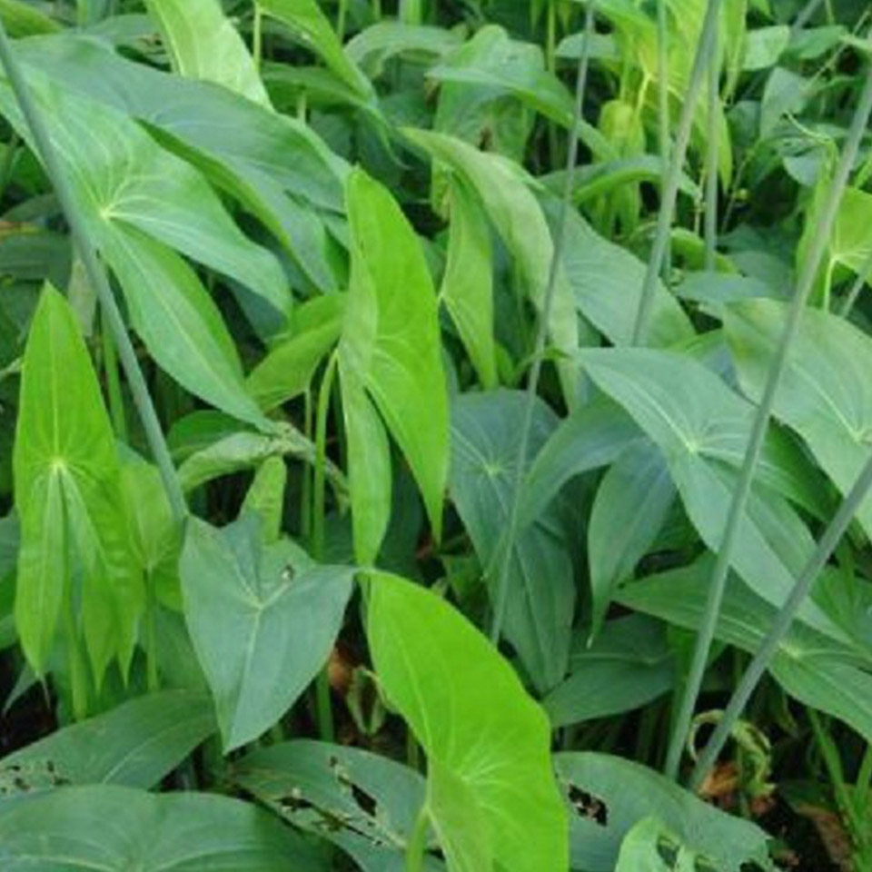 基地种植 慈菇小苗 出售现苗慈菇