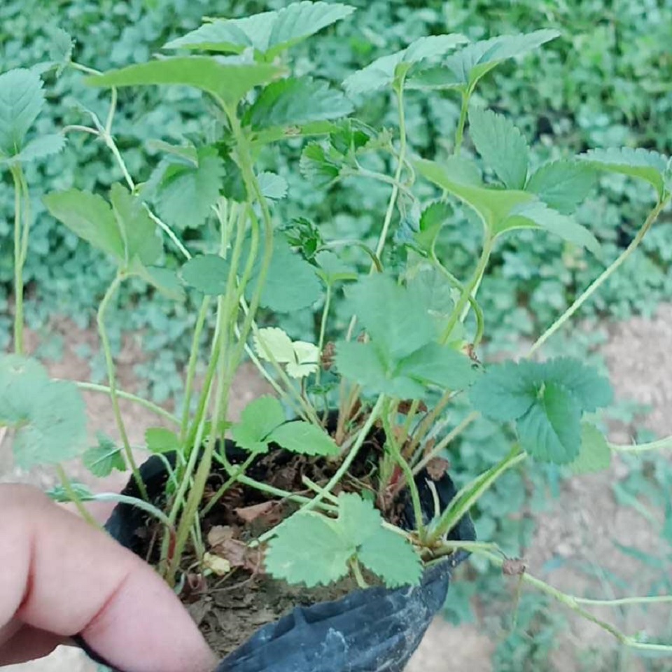 蛇莓供应商  蛇莓幼苗  长期供应蛇莓