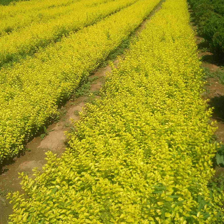 金叶女贞基地 灌木金叶女贞 35公分左右金叶女贞