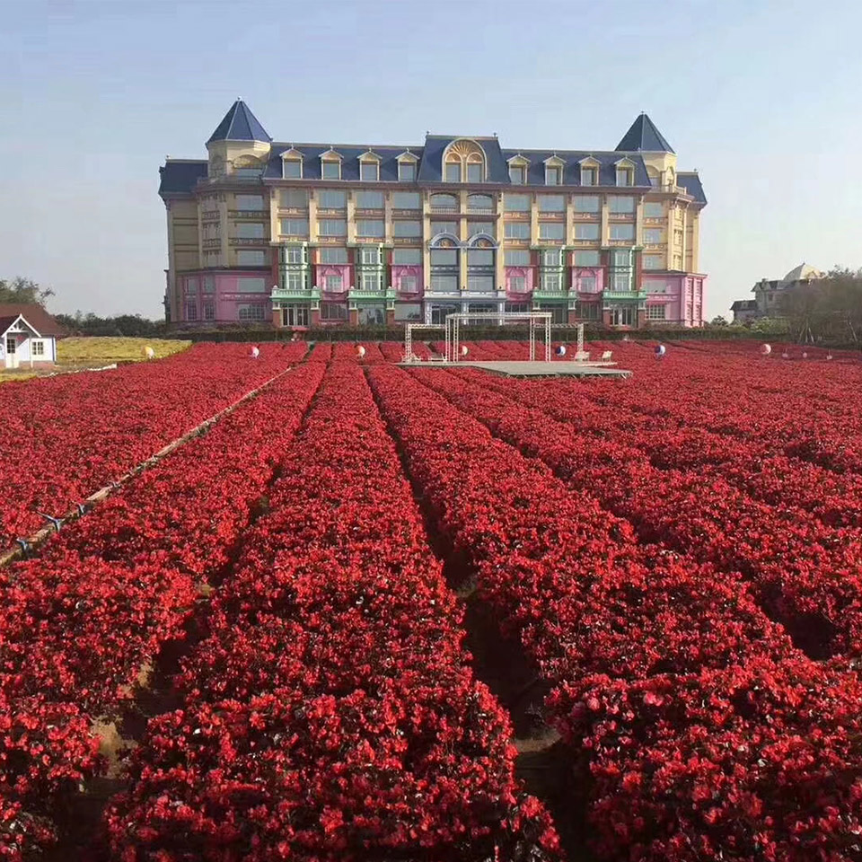 大花海棠种植基地 青州比哥海棠 亦扬花卉