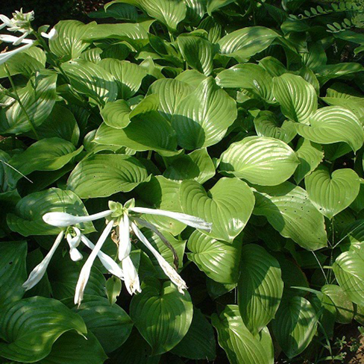 棚內桶装玉簪花出售