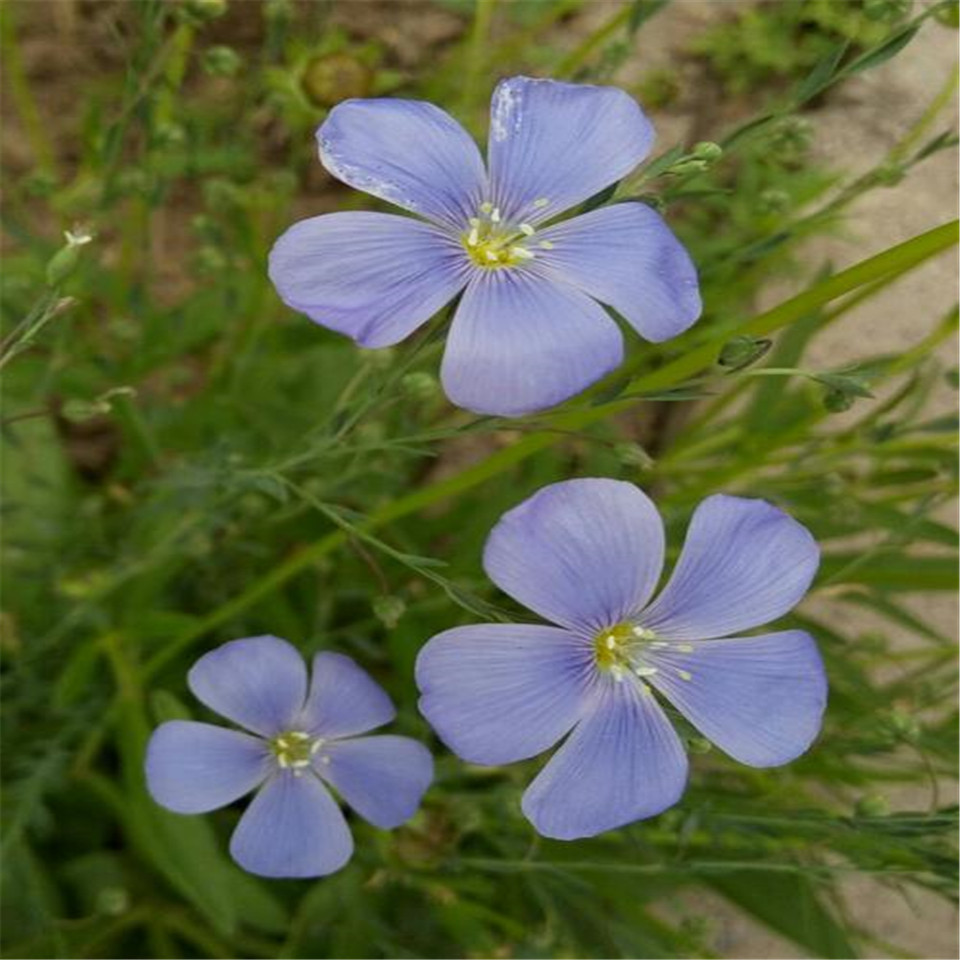 蓝亚麻花苗供应 山东蓝亚麻小苗种植基地