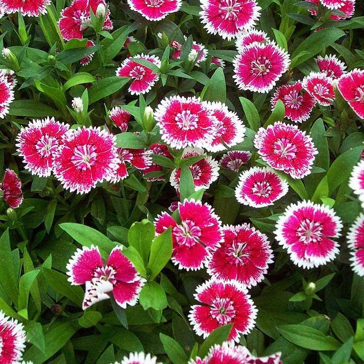 呼和浩特这场兰花展藏着北方花卉工业的“科技暗码”！