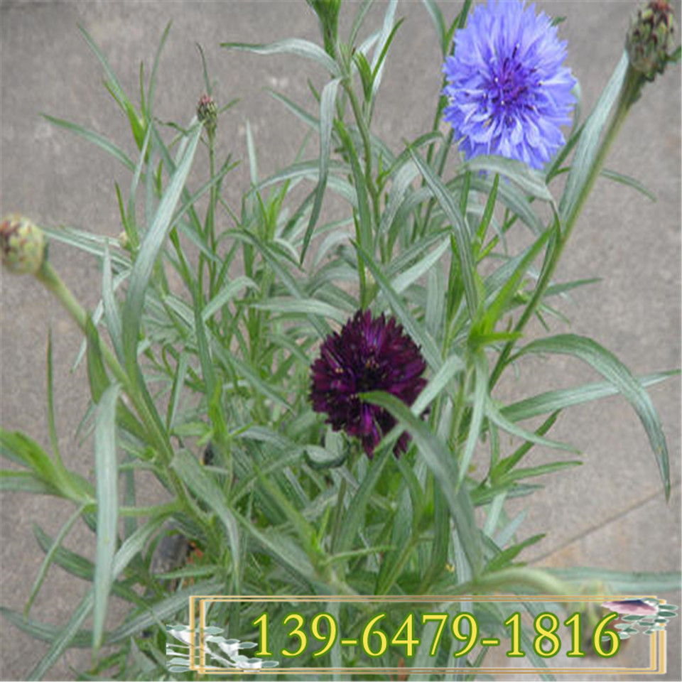 批发蓝花矢车菊袋苗 蓝芙蓉幼苗 翠兰营养钵苗青州花卉