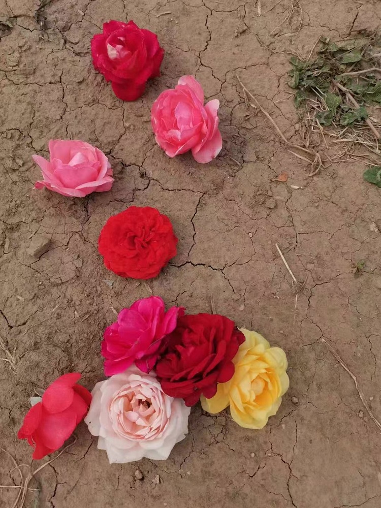 月季花苗基地批发 大花月季供应商