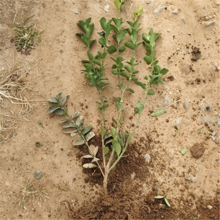 青州大叶黄杨种植基地 洽谈定购有优惠